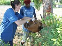 Dr. Carla Providing Care to Animals