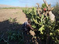 Cactus Fence in Progress