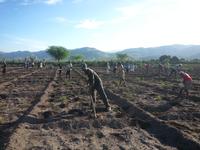 Sowing Okra and Peanut